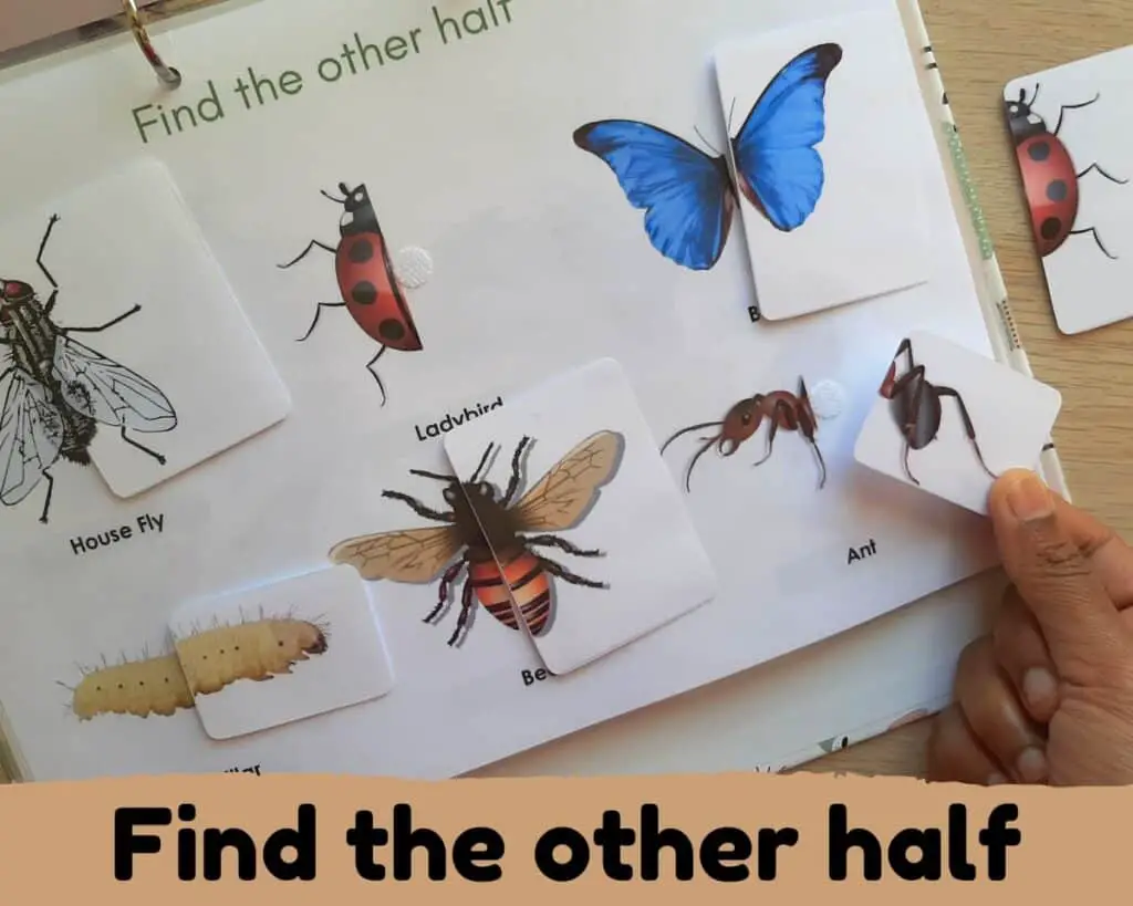 find the other half of insects