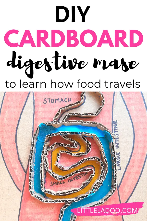 disgestive systme maze to teach how food travels