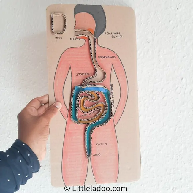 how to teach digestive system for kids