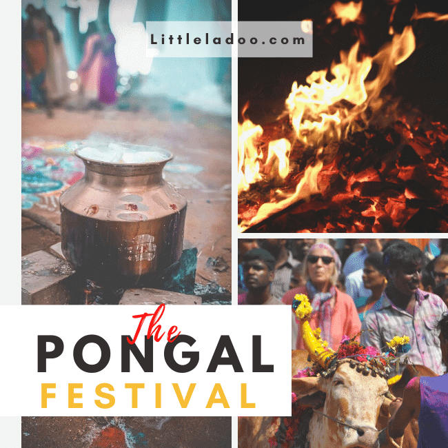 The Pongal festival