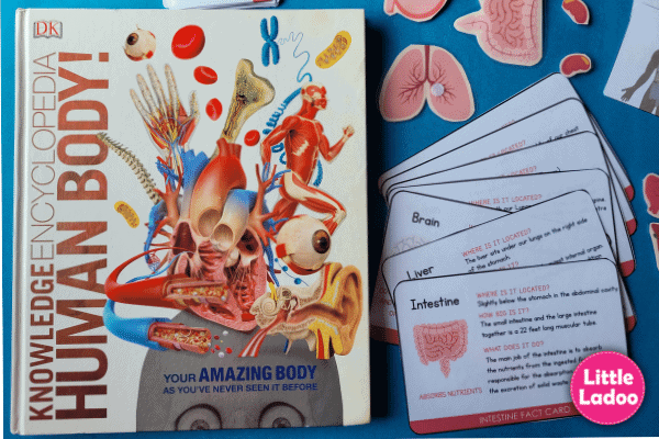 book recommendation Dk human body encyclopedia and fact cards